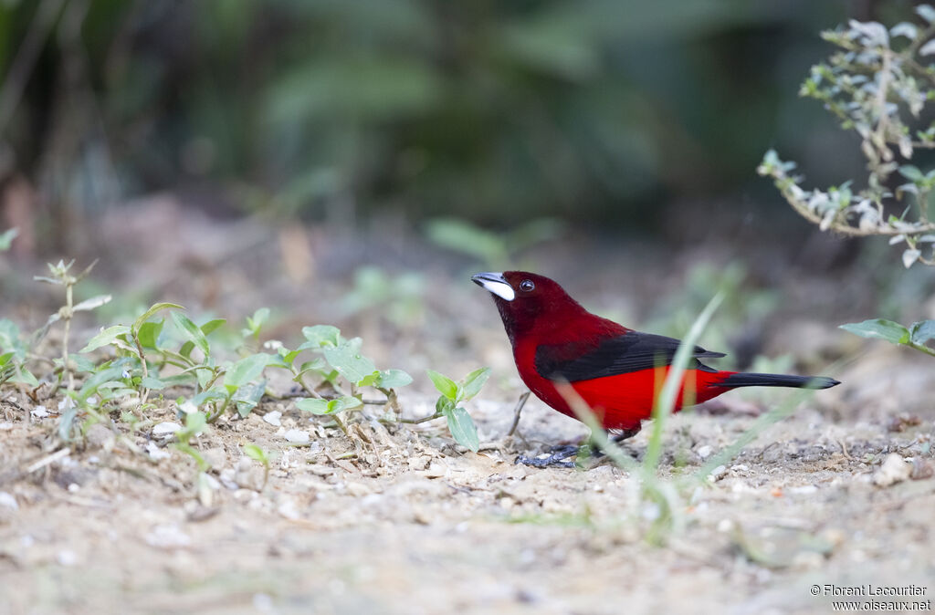 Tangara à dos rouge mâle