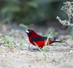 Tangara à dos rouge