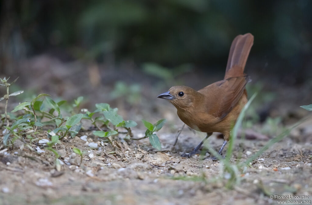 White-lined Tanager female