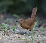 White-lined Tanager