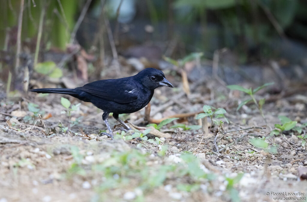 White-lined Tanager male