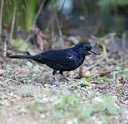 White-lined Tanager