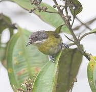 Ashy-throated Chlorospingus