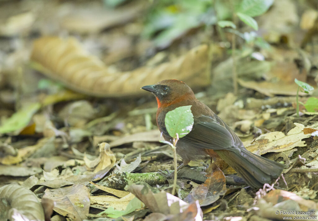 Tangara à gorge rouge mâle