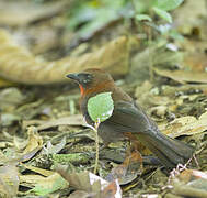 Red-throated Ant Tanager