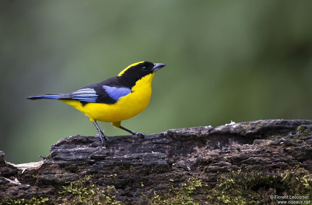 Tangara à nuque jaune