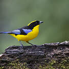 Tangara à nuque jaune