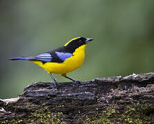 Blue-winged Mountain Tanager