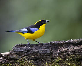 Tangara à nuque jaune