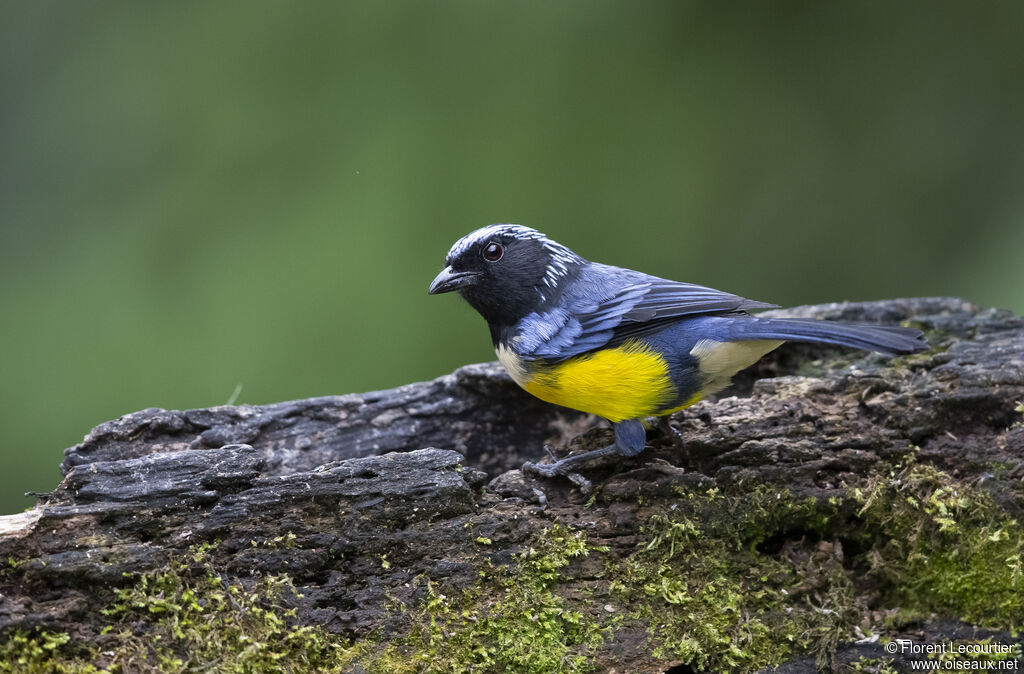 Buff-breasted Mountain Tanager