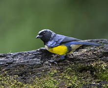 Buff-breasted Mountain Tanager