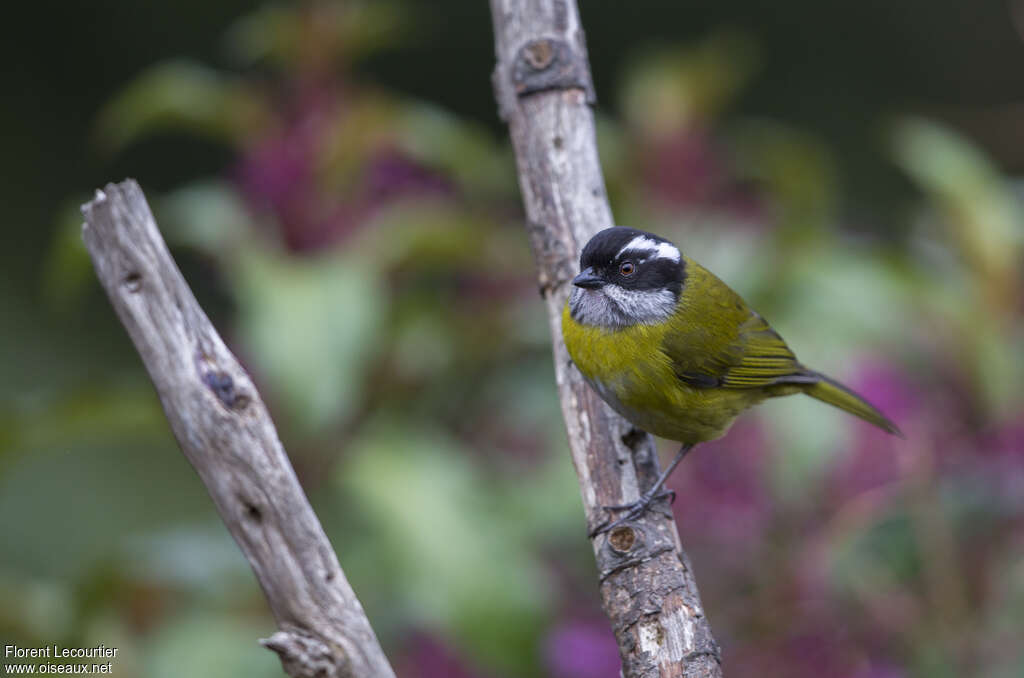 Sooty-capped Chlorospingusadult, close-up portrait