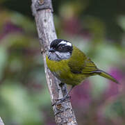 Sooty-capped Bush Tanager