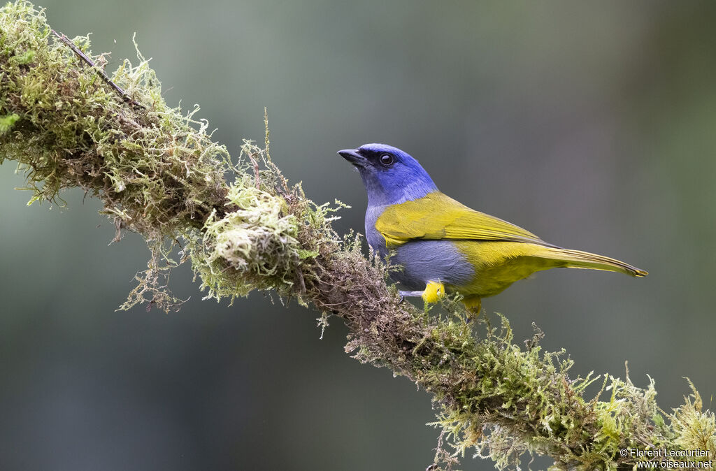 Blue-capped Tanager