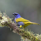 Tangara à tête bleue