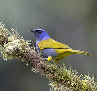 Blue-capped Tanager