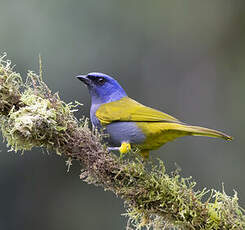 Tangara à tête bleue