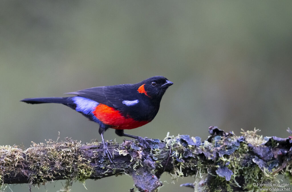 Scarlet-bellied Mountain Tanager