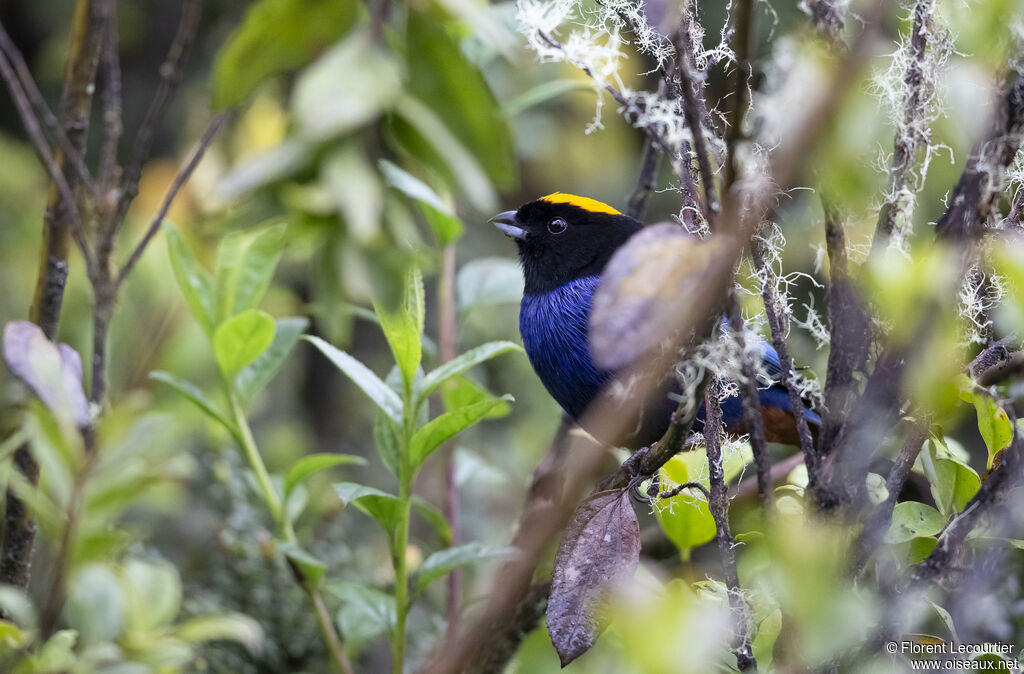 Golden-crowned Tanager