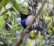 Golden-crowned Tanager