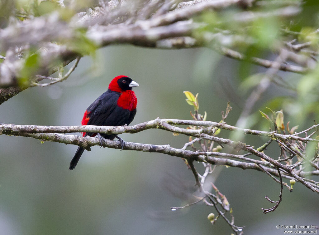 Crimson-collared Tanager