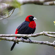 Crimson-collared Tanager