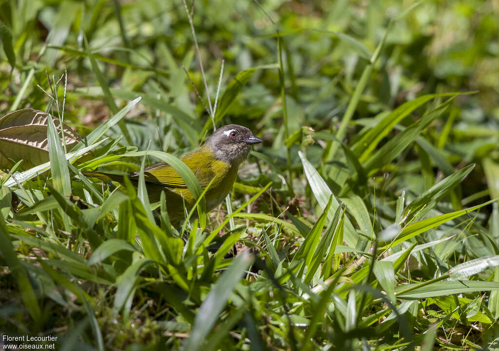 Common Chlorospingus (ophthalmicus)adult, habitat, fishing/hunting