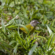 Common Chlorospingus (ophthalmicus)