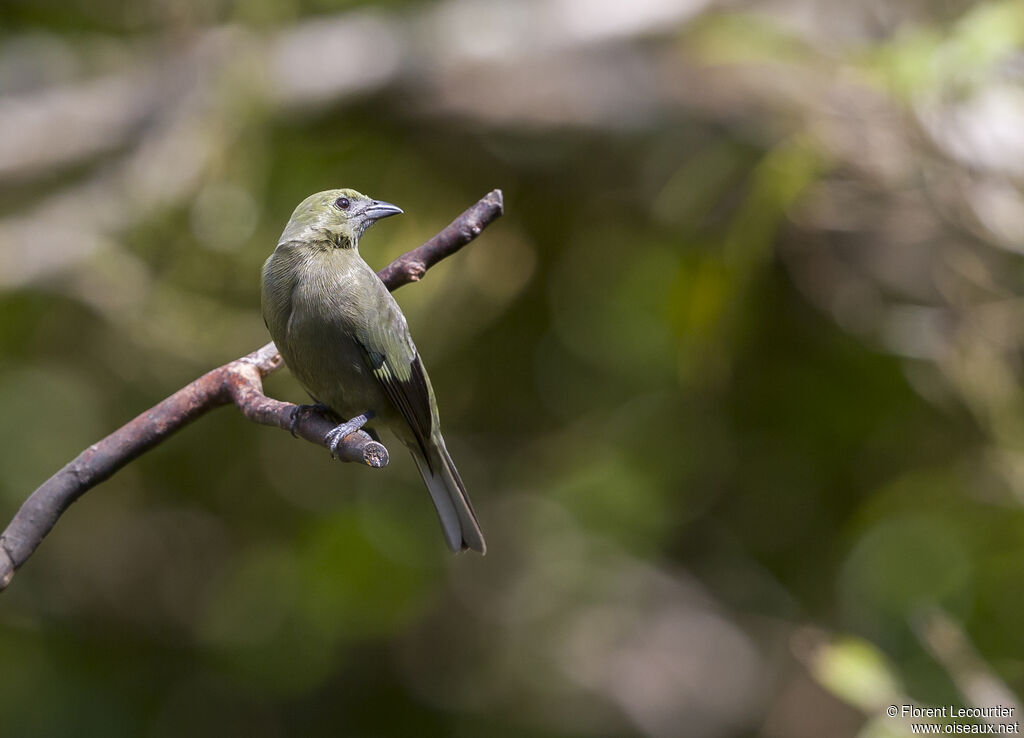 Palm Tanager