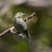 Palm Tanager