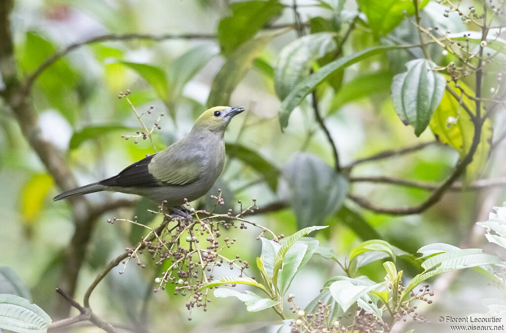 Palm Tanager