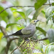 Palm Tanager