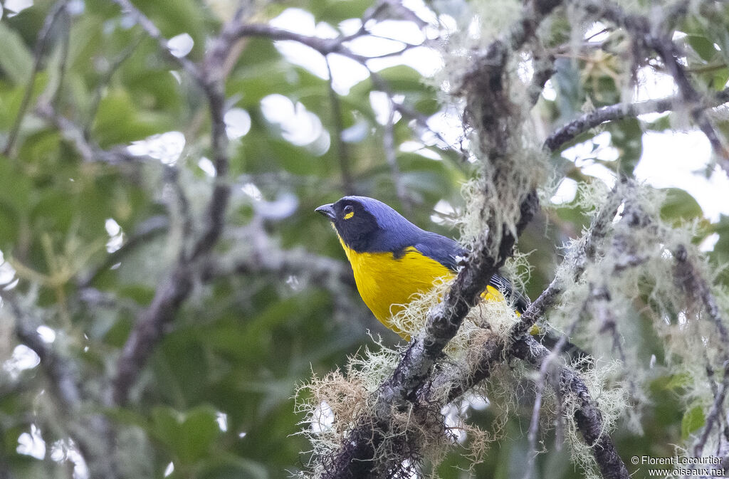 Santa Marta Mountain Tanager