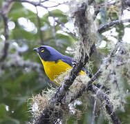 Santa Marta Mountain Tanager