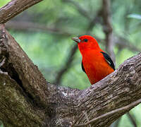 Scarlet Tanager