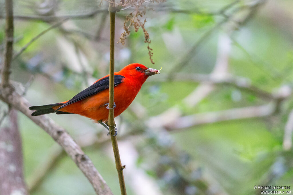 Scarlet Tanager male adult