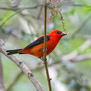 Scarlet Tanager