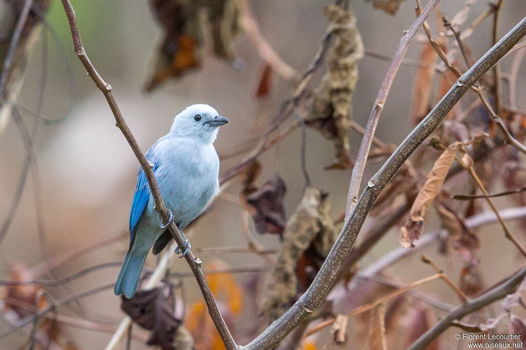 Blue-grey Tanager