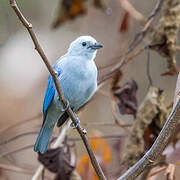 Blue-grey Tanager