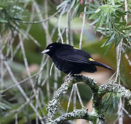 Flame-rumped Tanager