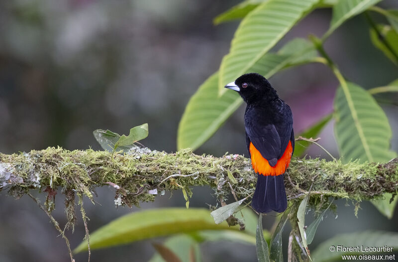 Flame-rumped Tanager male