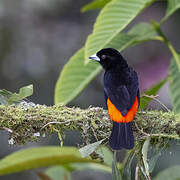 Flame-rumped Tanager