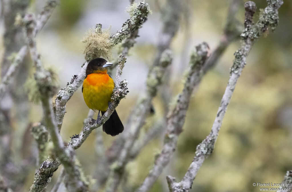 Flame-rumped Tanager female