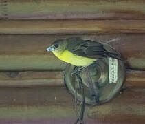 Flame-rumped Tanager