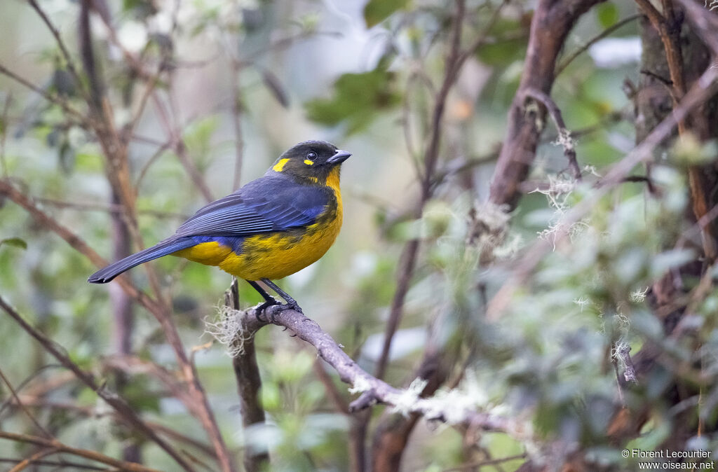 Lacrimose Mountain Tanager