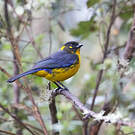 Tangara larmoyant