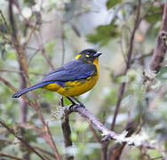 Lacrimose Mountain Tanager