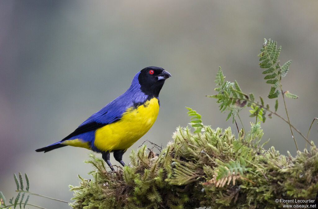 Hooded Mountain Tanager