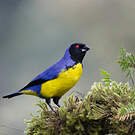 Tangara montagnard
