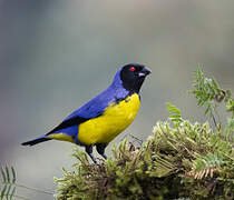 Hooded Mountain Tanager